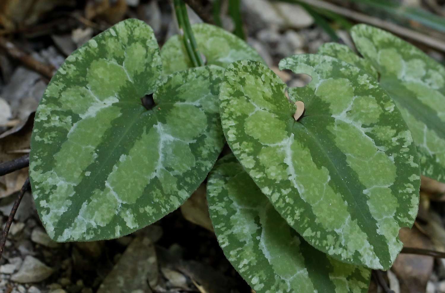 Image of Asarum nipponicum Maekawa