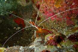 Image of red-backed cleaner shrimp