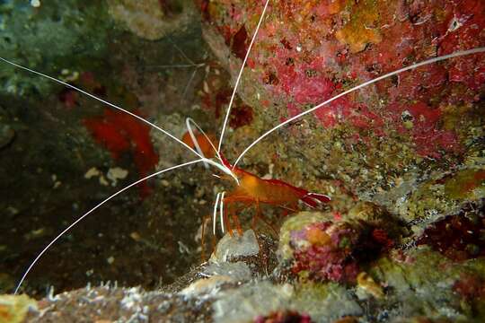 Image of red-backed cleaner shrimp