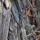 Sceloporus grammicus disparilis Stejneger 1916的圖片