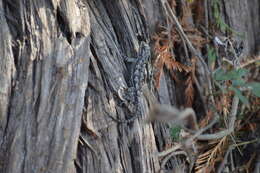 صورة Sceloporus grammicus disparilis Stejneger 1916