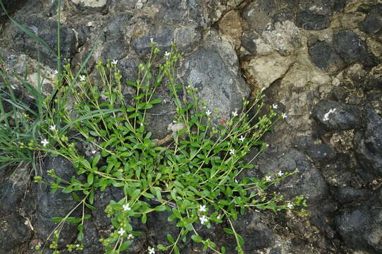 Image of Leptopetalum