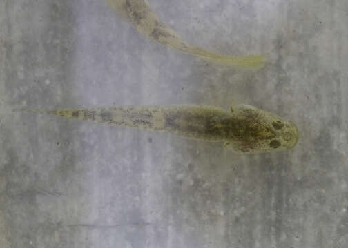 Image of Eucyclogobius