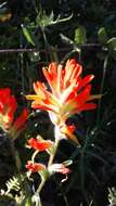 Image of longleaf Indian paintbrush