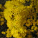 Image of Acacia sulcata var. platyphylla Maiden & Blakely