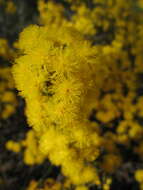 Image of Acacia sulcata var. platyphylla Maiden & Blakely