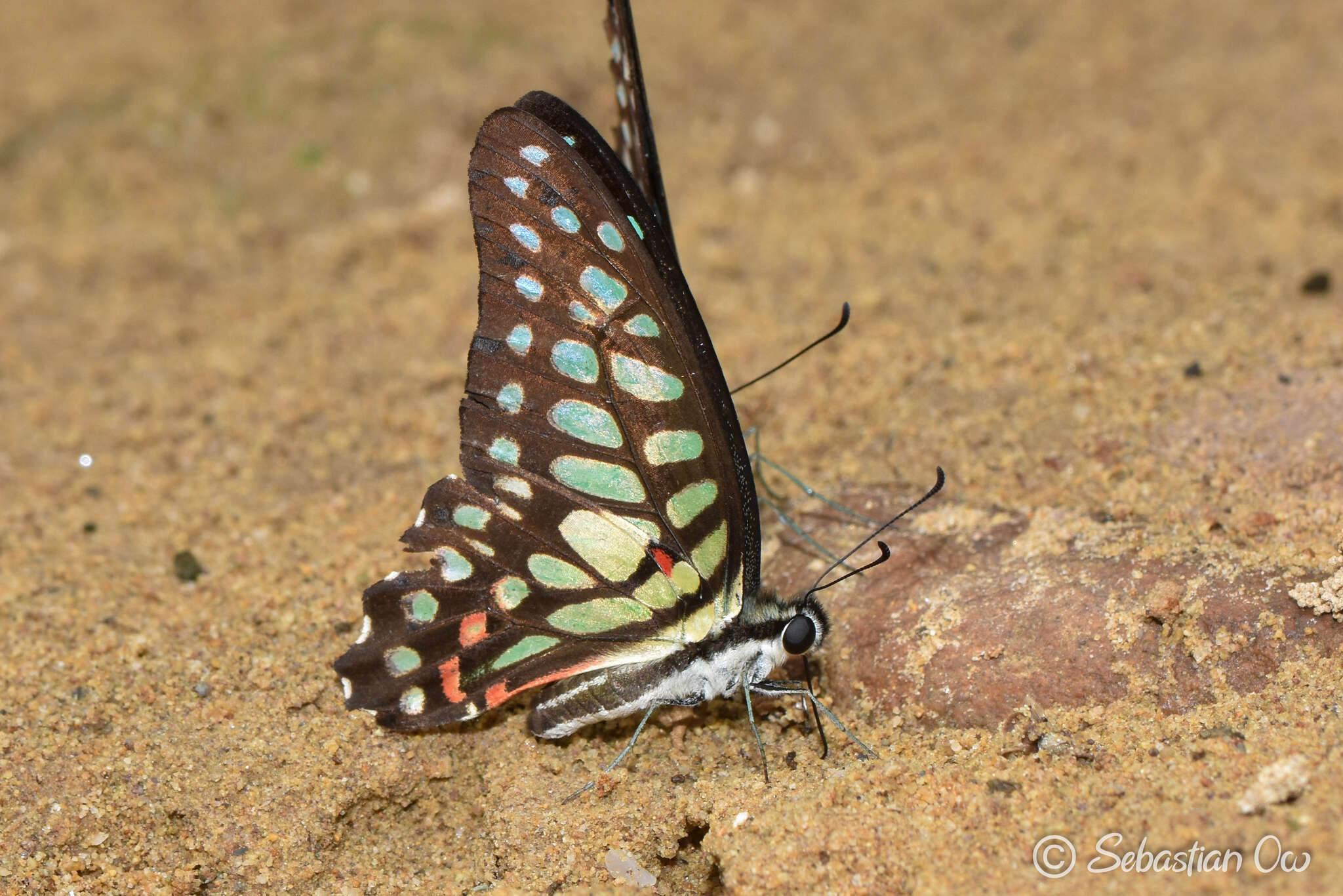 Image de Graphium arycles (Boisduval 1836)