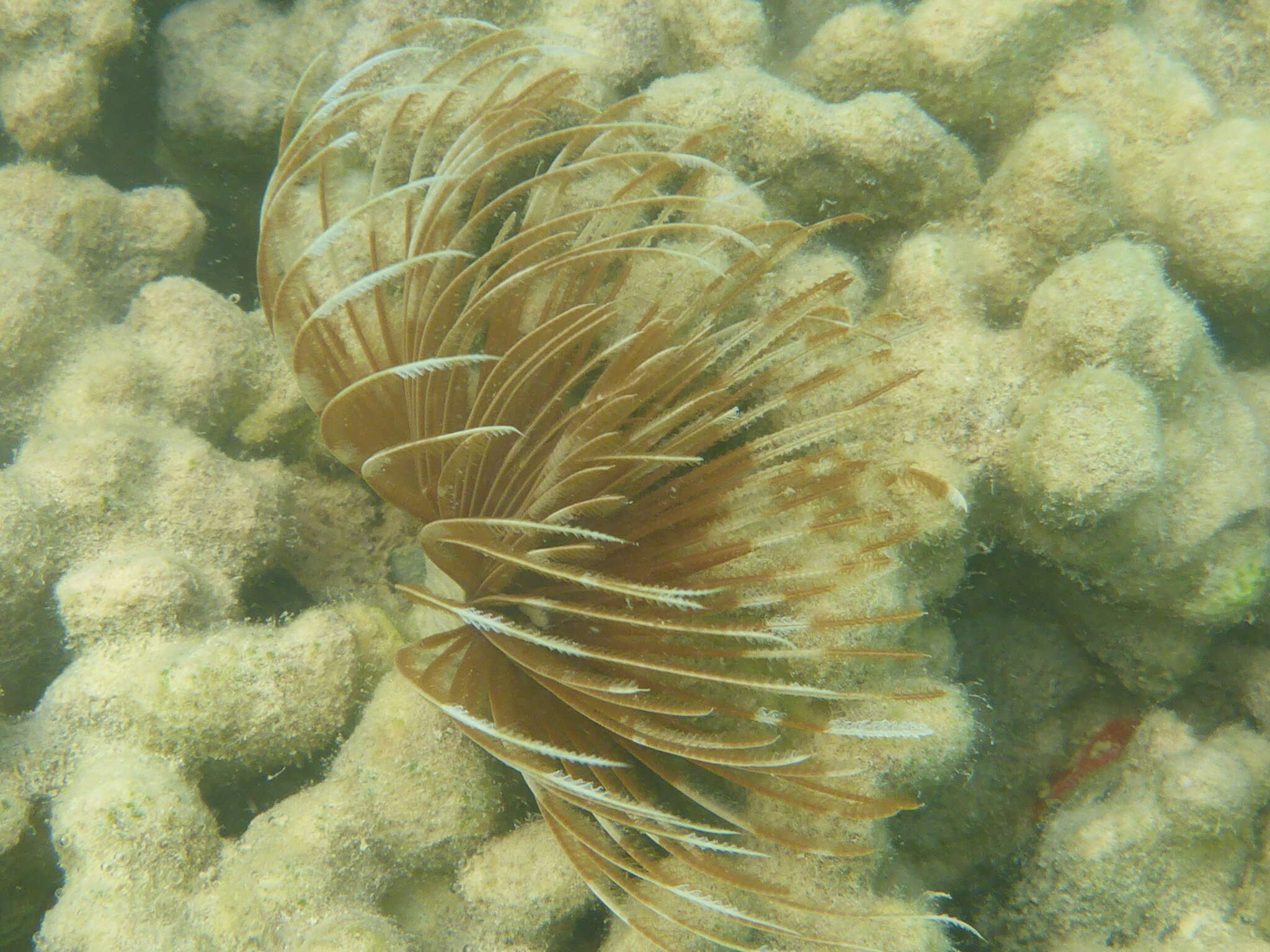 Image of Indian feather duster worm