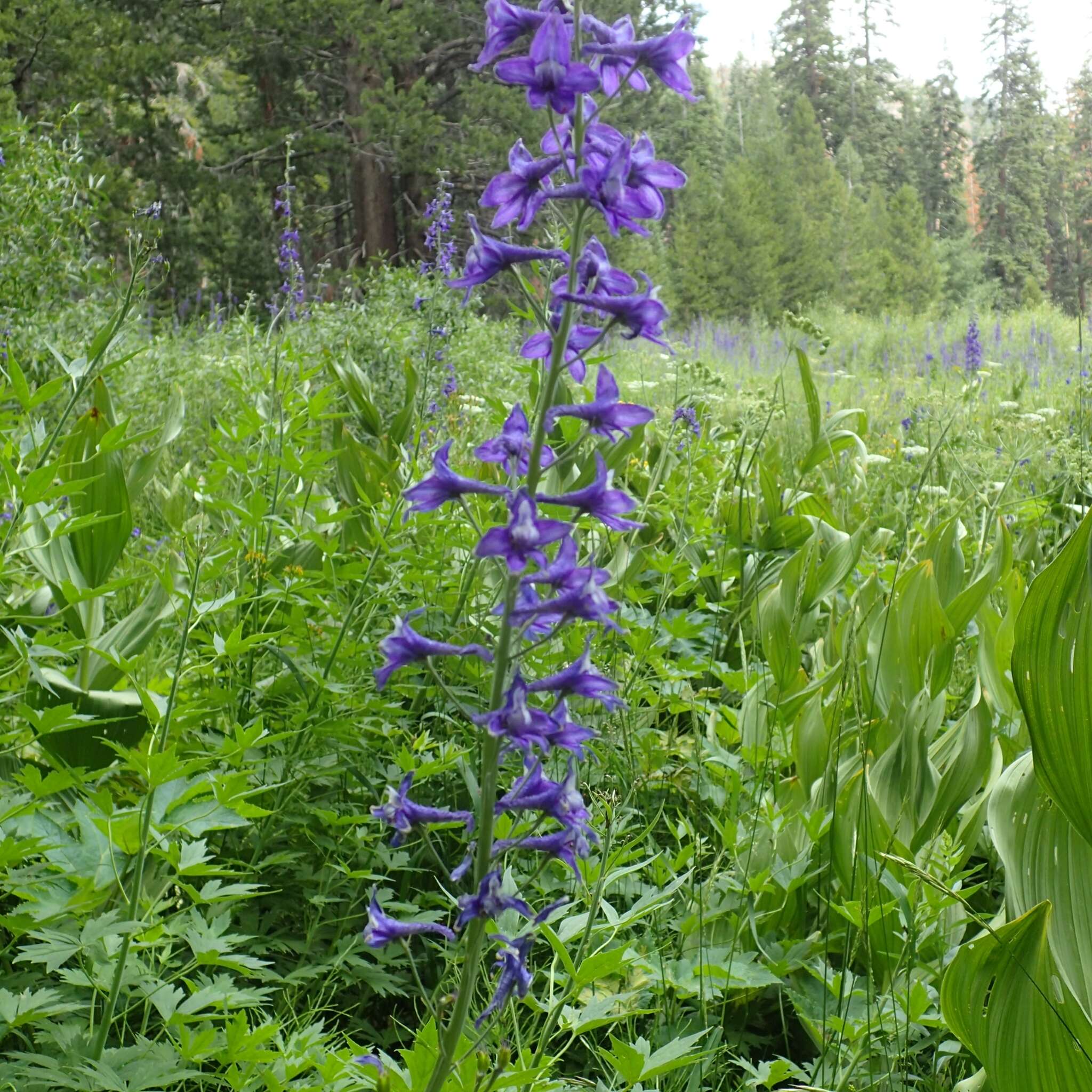 Image of Sierra larkspur