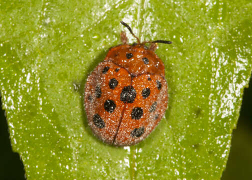 Image de Chelymorpha gressoria Boheman 1862