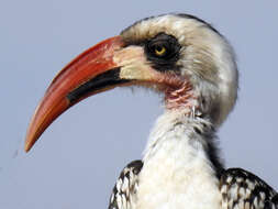 Image of Tanzanian Red-billed Hornbill