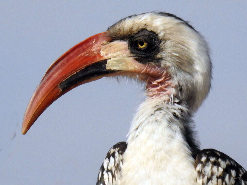Image of Tanzanian Red-billed Hornbill