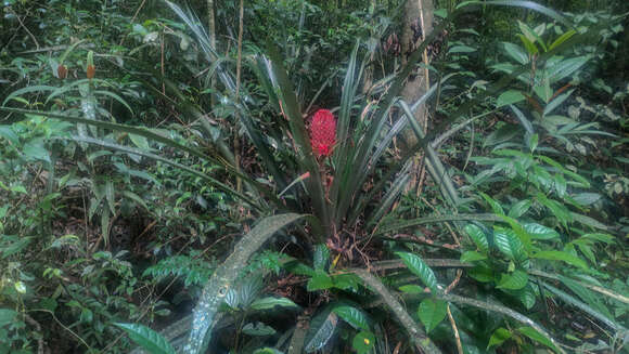 Imagem de Ananas comosus var. bracteatus (Lindl.) Coppens & F. Leal