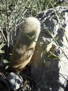 Image of Echinocereus dasyacanthus subsp. dasyacanthus