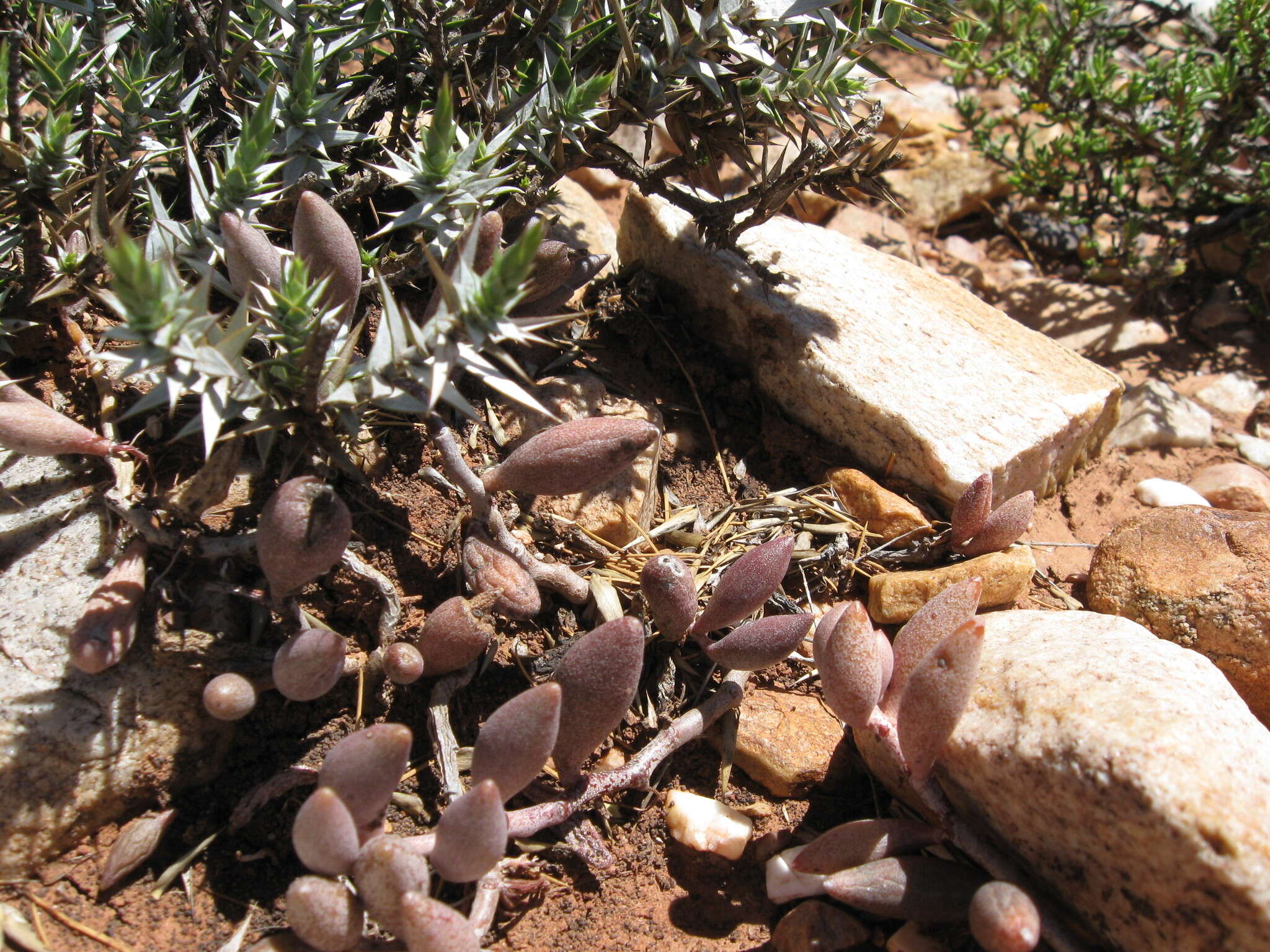 Image of Brittle Adromischus
