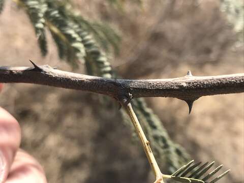 Image of Common hook-thorn Acacia