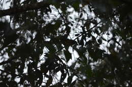 Image of Blue-capped Tanager