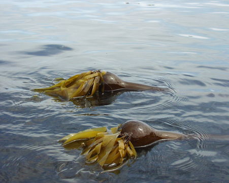 Image of Kelp