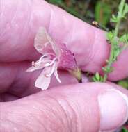 Image of Prostanthera chlorantha (F. Muell.) Benth.