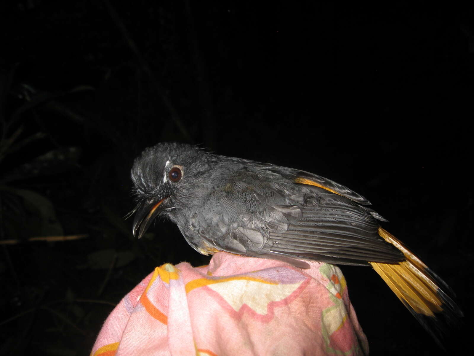 Image of Rufous-tailed Shama