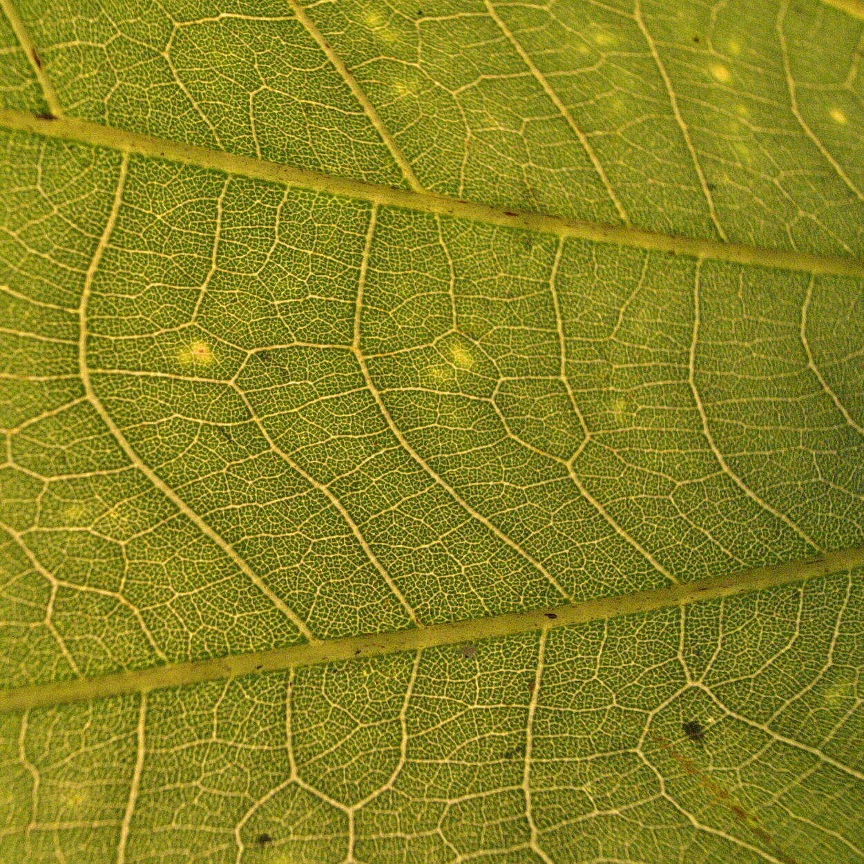 Image of Pink bauhinia