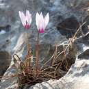 Image of <i>Cyclamen persicum</i> var. <i>autumnale</i> Grey-Wilson