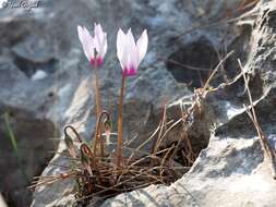 Image of <i>Cyclamen persicum</i> var. <i>autumnale</i> Grey-Wilson