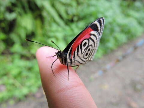 صورة Diaethria clymena marchalii