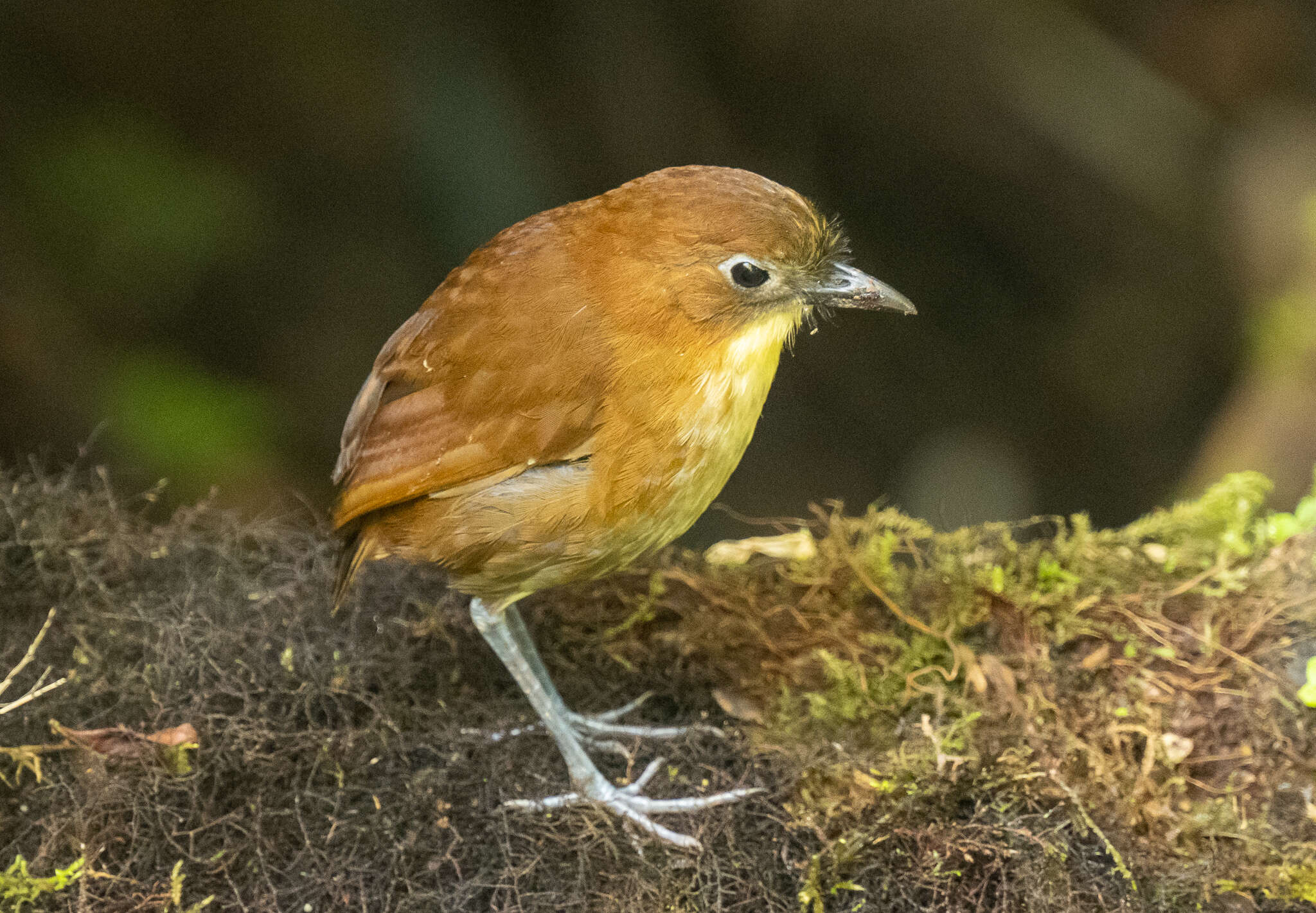 Image of Yellow-breasted Antpitta