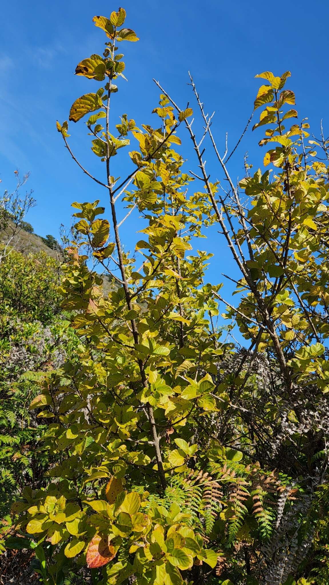 Image de Guettarda insularis Brandegee