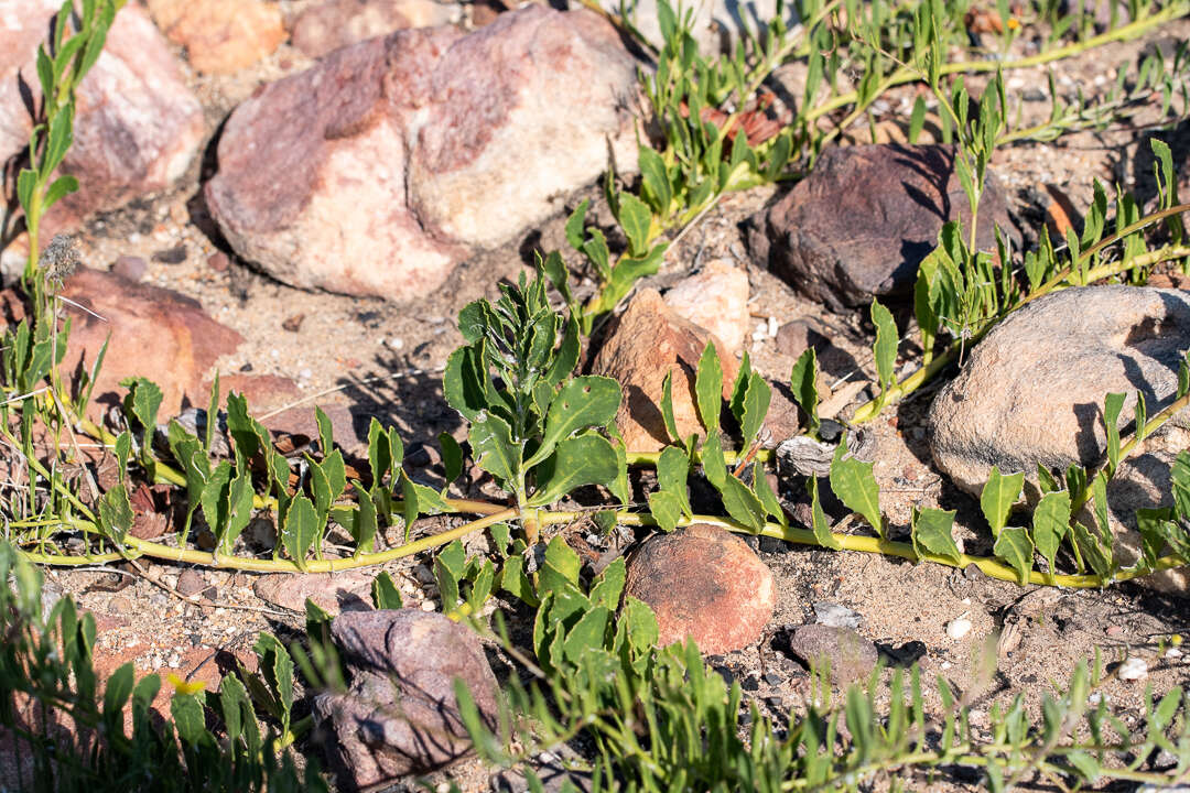 Image of Osteospermum ciliatum Berg.