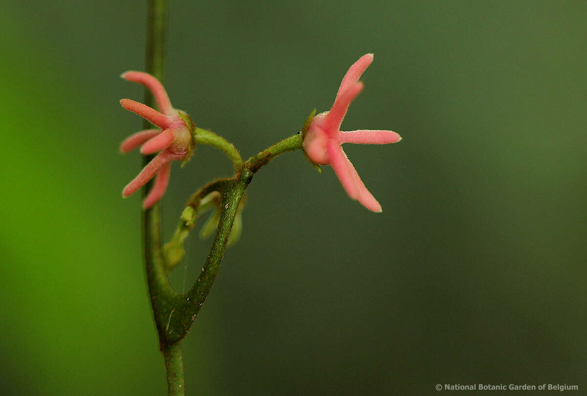 Image of Artabotrys likimensis De Wild.