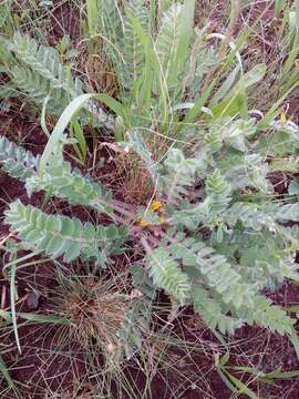 Plancia ëd Astragalus exscapus subsp. pubiflorus (DC.) Soó