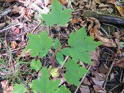 Image of eastern prickly gooseberry