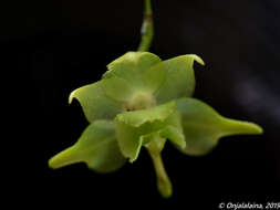 Imagem de Aeranthes ramosa Rolfe