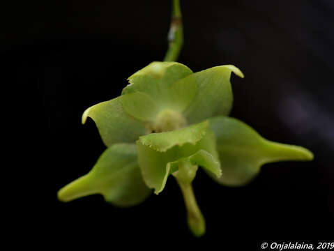 Image of Aeranthes ramosa Rolfe