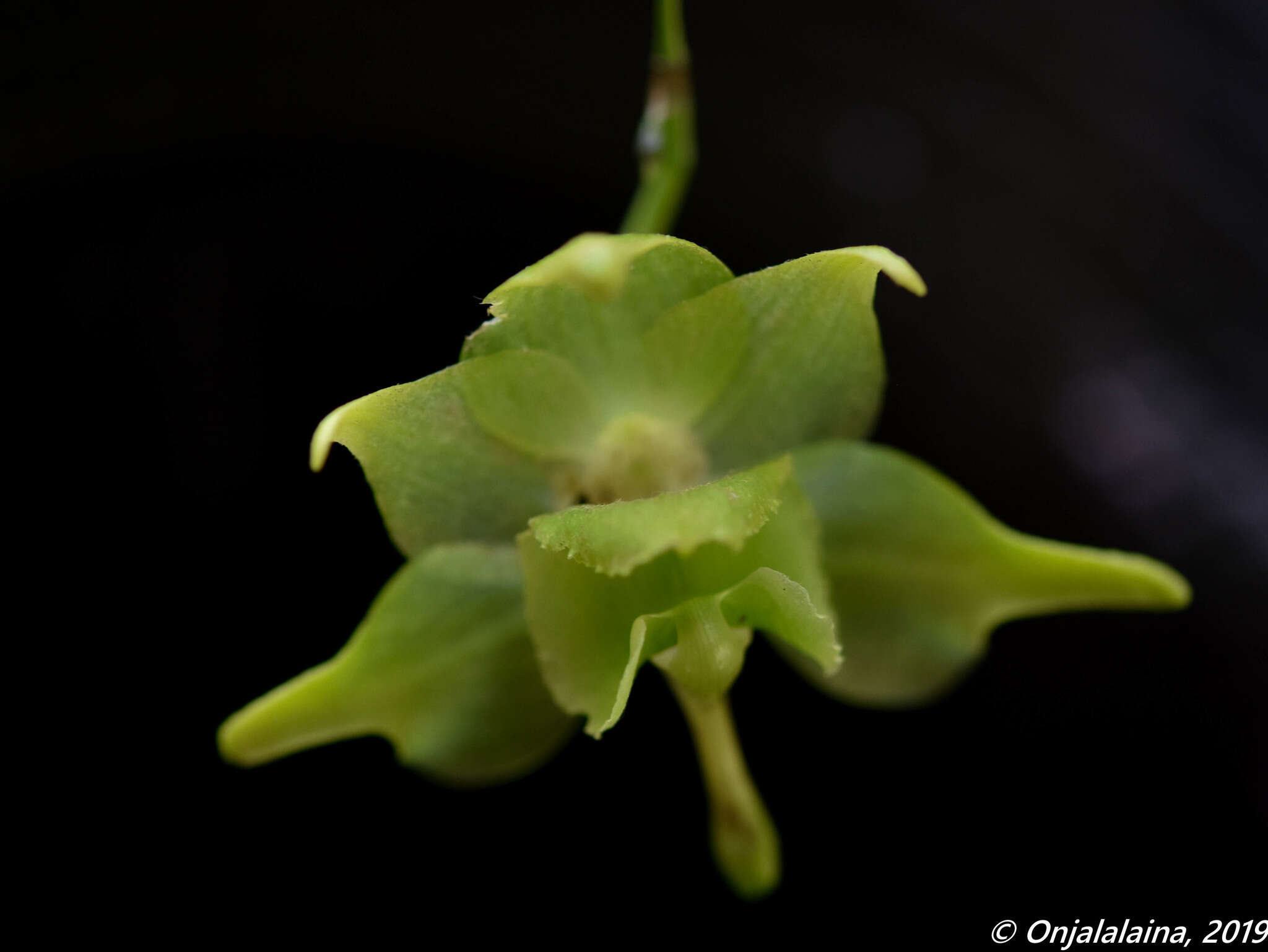 Imagem de Aeranthes ramosa Rolfe