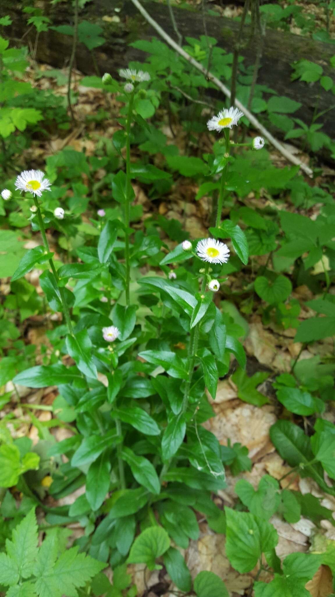 Image of Philadelphia fleabane