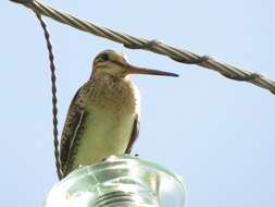 Image of Swinhoe's Snipe