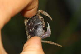 Image of Mexican Land Crab