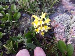 Imagem de Pedicularis oederi Vahl