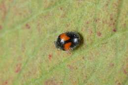 Image of Minute two-spotted ladybird beetle