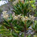 Image of Argophyllum grunowii Zahlbr.