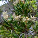 Image de Argophyllum grunowii Zahlbr.