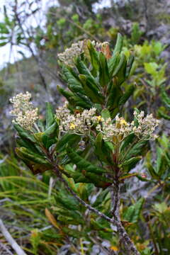 Imagem de Argophyllum grunowii Zahlbr.