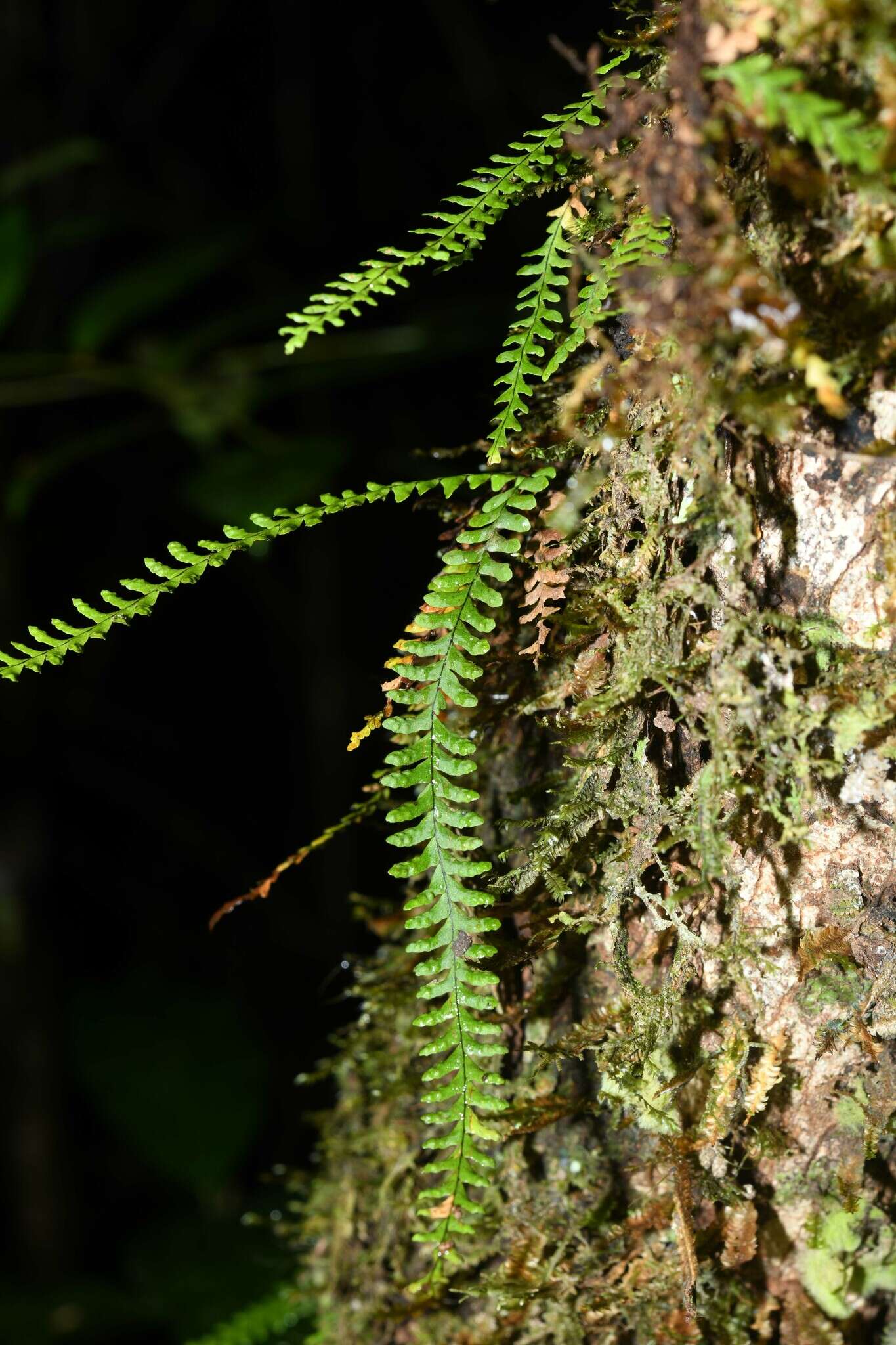 Image of Jamaican lellingeria