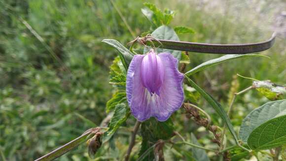 Plancia ëd Clitoria cordobensis Burkart