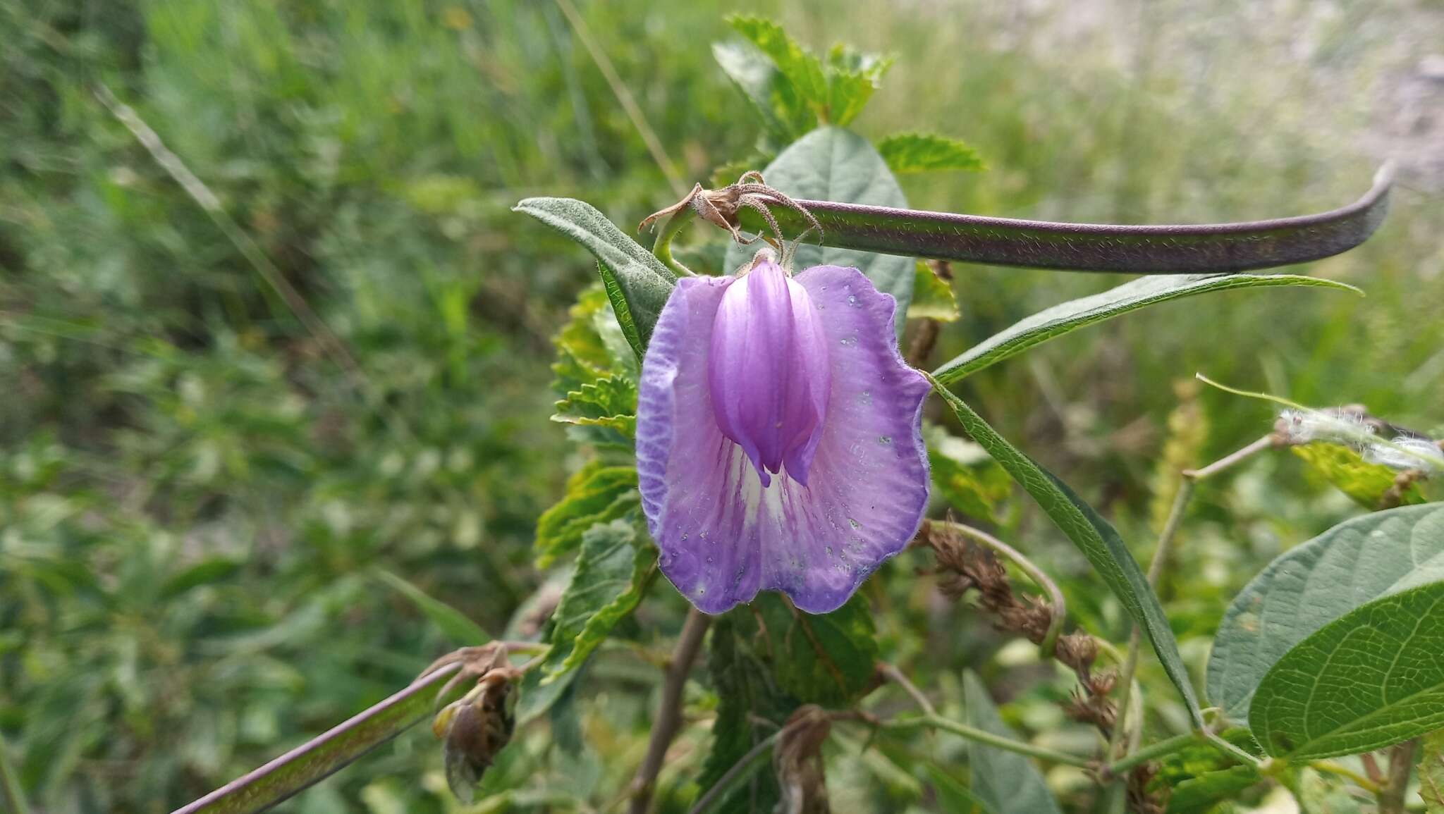 Image of Clitoria cordobensis Burkart