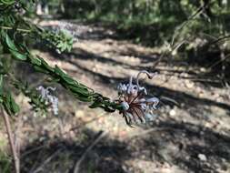 Image of Grevillea buxifolia (Sm.) R. Br.