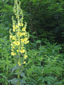 Image de Verbascum pyramidatum Bieb.